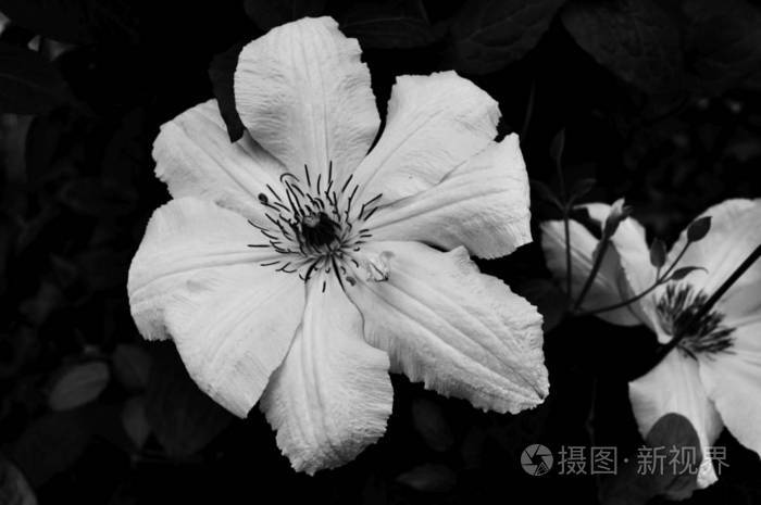 美丽的花朵黑白照片特写
