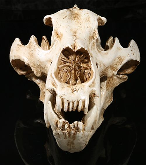 模型动物头骨