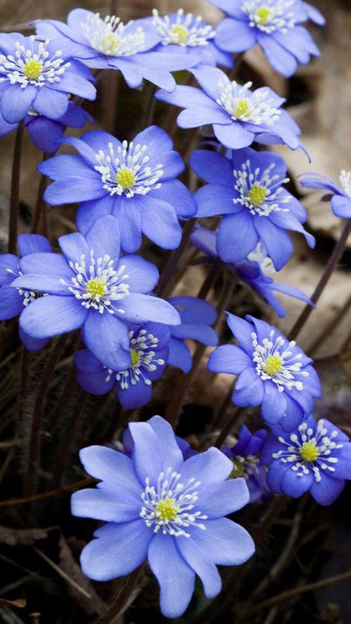 清新养眼夏季花卉图片手机壁纸植物唯美高清清新摄影花卉手机
