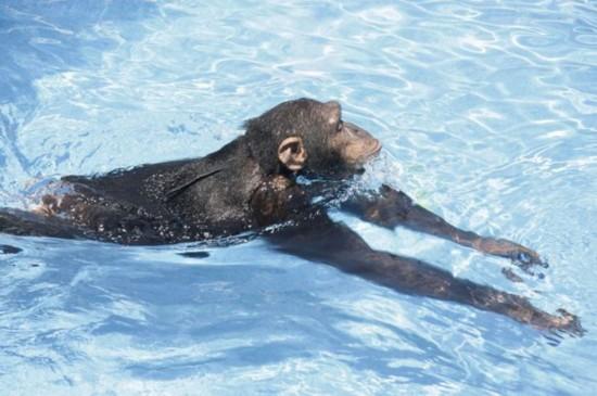 美黑猩猩蛙泳视频打破猿类不会游泳科学论断图