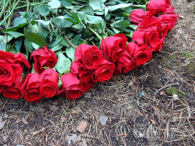 一捆红玫瑰躺在地上