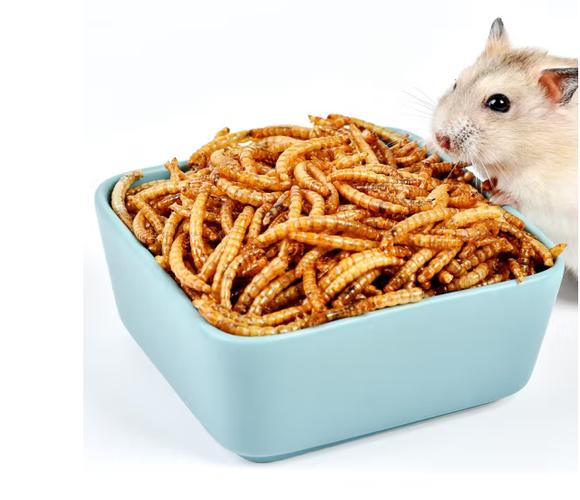 仓鼠是杂食类的动物可以喂食肉类谷物类蔬菜等粮食.