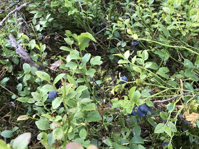 芬兰野生蓝莓