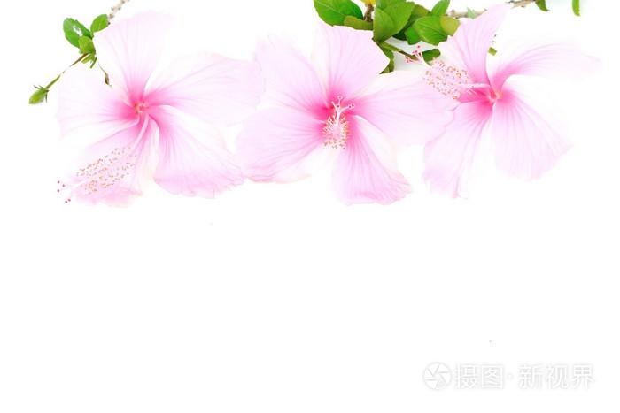 粉色芙蓉花