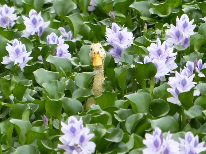 阿野今天所介绍的这种植物就叫做水葫芦这是在乡下池塘里面很常见的