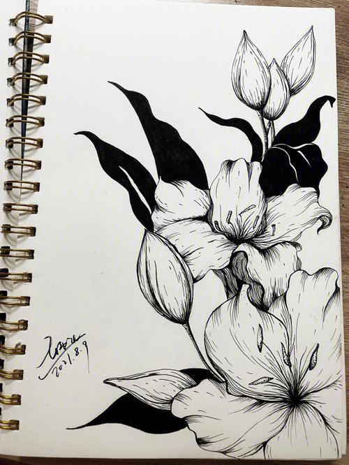 黑白线描花卉百合