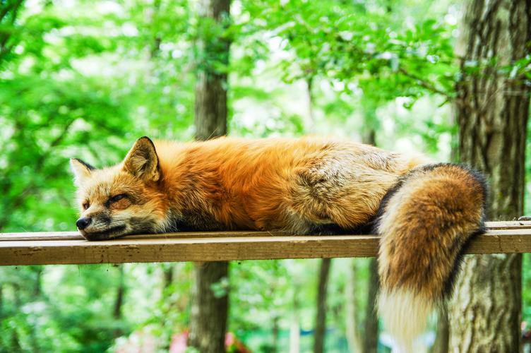 可爱灵气的狐狸图片野生动物哺乳动物狐狸