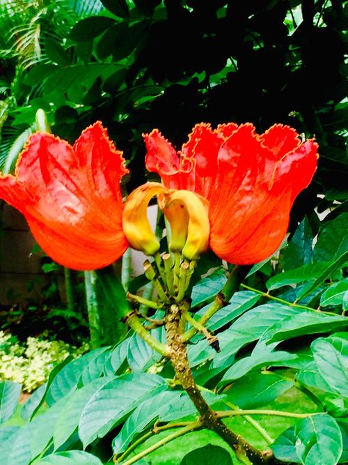 海南碧海金珠热带植物火焰树美丽鲜艳夺目的鲜花绽放随拍