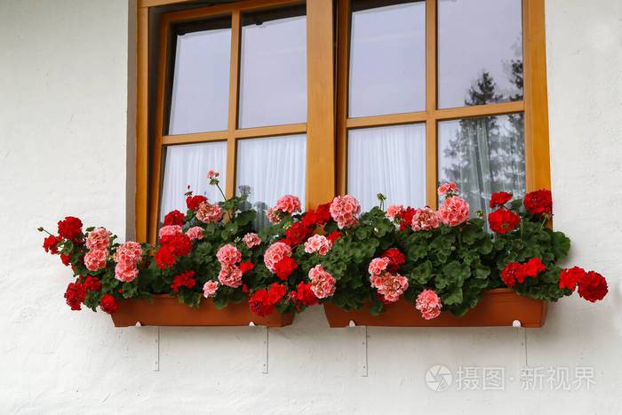 乡村房屋窗户上美丽的天竺葵