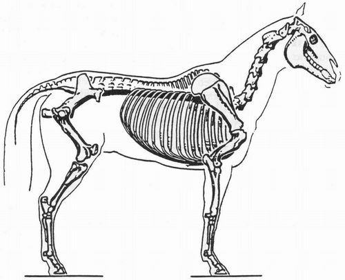 推荐动物结构的解剖图