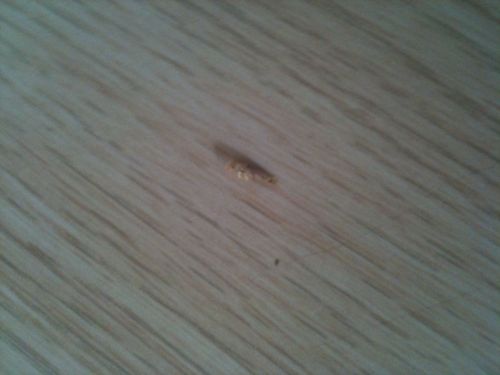 各位大神在我家地板上发现的虫子跪求解释是什么虫子