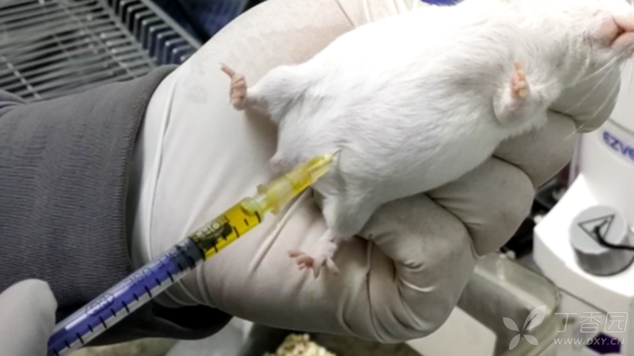 动物实验日常操作系列十四小鼠腹腔注射