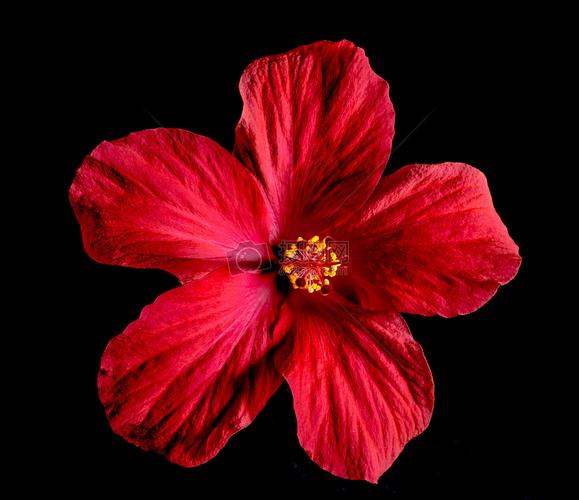 一朵美丽的大红花