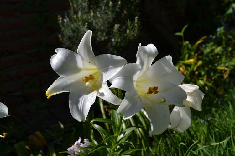 花朵百合花白色百合植物花卉淡雅的白色百合花图片