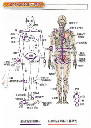人体各部位名称及手法图