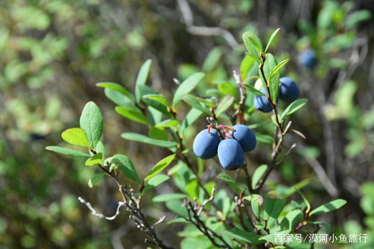 大兴安岭漠河野生蓝莓七月未八月初是成熟的季节