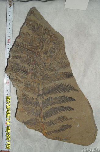 植物化石枝叶化石蕨类植物化石化石奇石观赏石
