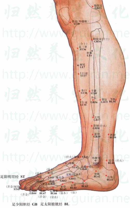 4丰隆穴取穴方法丰隆穴位于人体的小腿前外侧当外踝尖上八寸条口