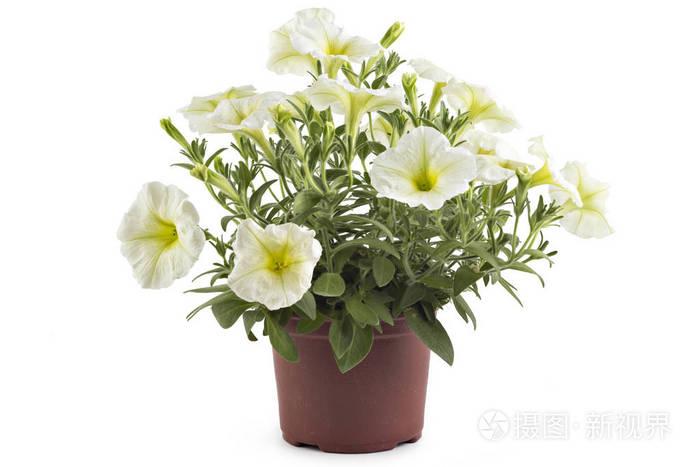 白色盛开的矮牵牛花在花盆里