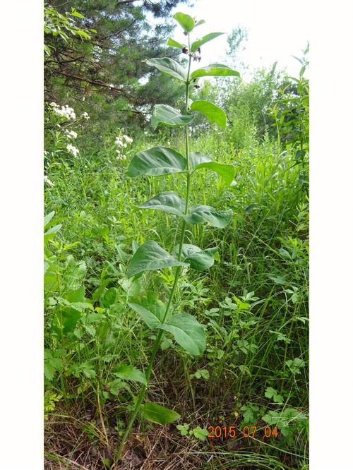 白薇萝藦科鹅绒藤属多年生草本植物