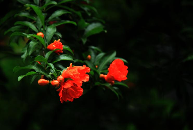 红艳艳的石榴花图片花卉花的特写果树石榴花