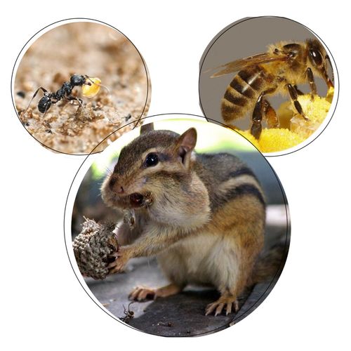 松鼠蜜蜂蚂蚁等动物是贮存食物过冬.