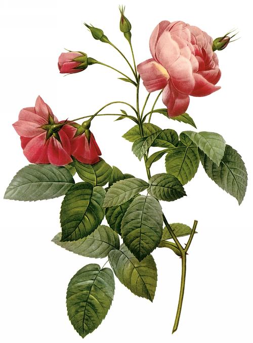 玫瑰花朵手绘植物花卉手绘玫瑰图片