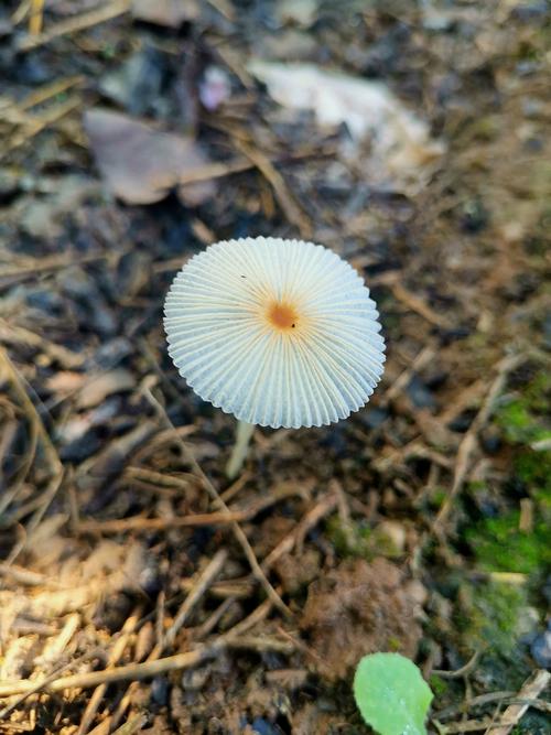 像伞一样的小野蘑菇