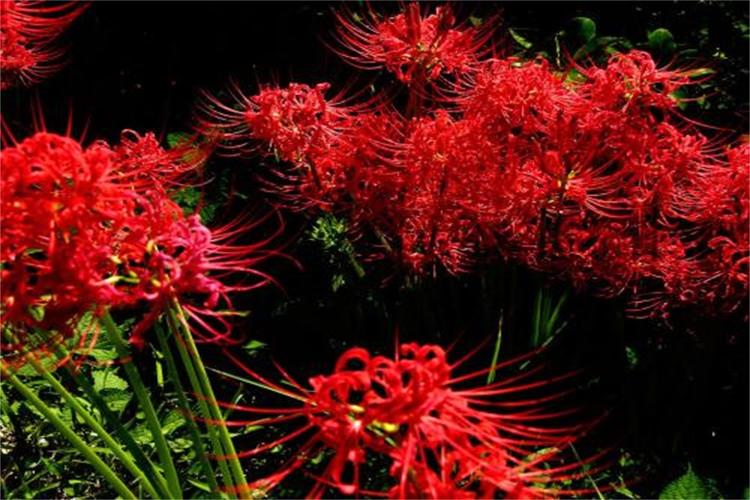 曼珠沙华别名红色彼岸花lycorisradiata又称引魂之花
