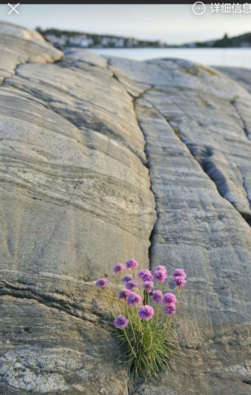 悬崖峭壁的花朵