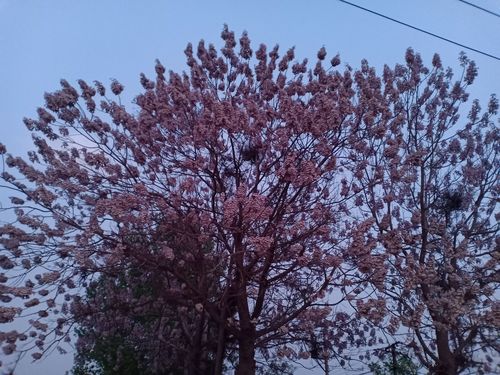 梧桐树在一座房子后面树干很粗壮树冠特别大抬头看开满了紫色的花