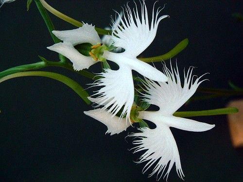 奇葩花卉之拟态系列白鹭花