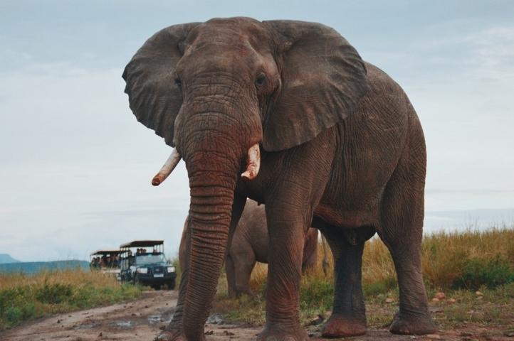 高大威猛的野生动物大象图片大全分享