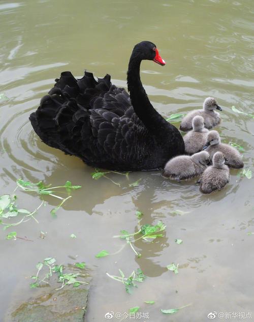 黑天鹅爸妈带宝宝们亲子游