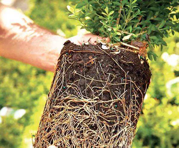 如何给根系爆盆的植物修剪根