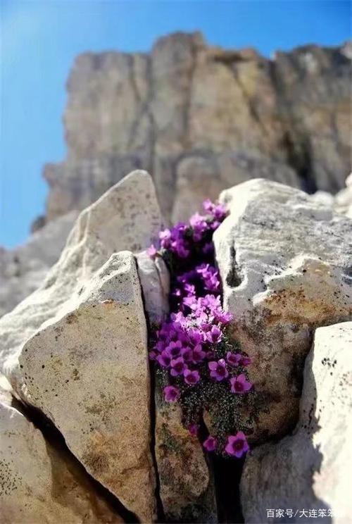 开在石头里的花