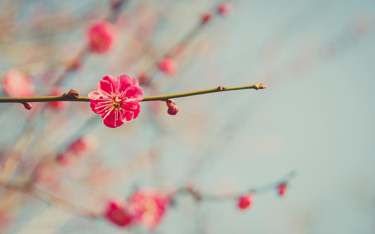 摄影春日里的梅花唯美花卉植物图片分享