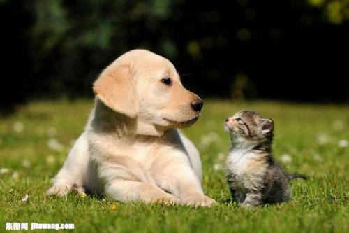 对话的小猫和小狗