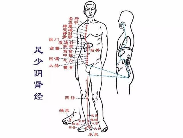 肾经从大腿根一直往上走分两条线第一条是从人体正面的中线旁开0.