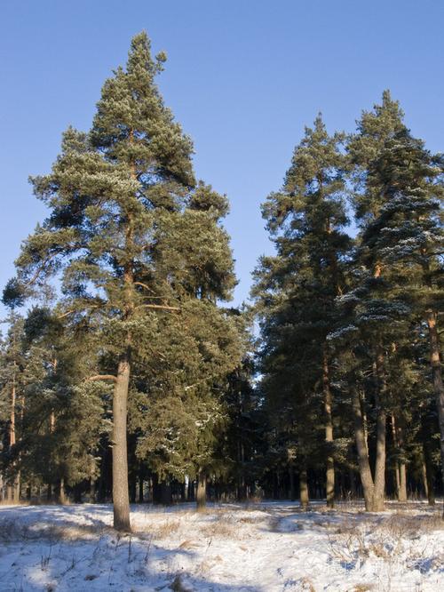 冬天森林里的松树照片