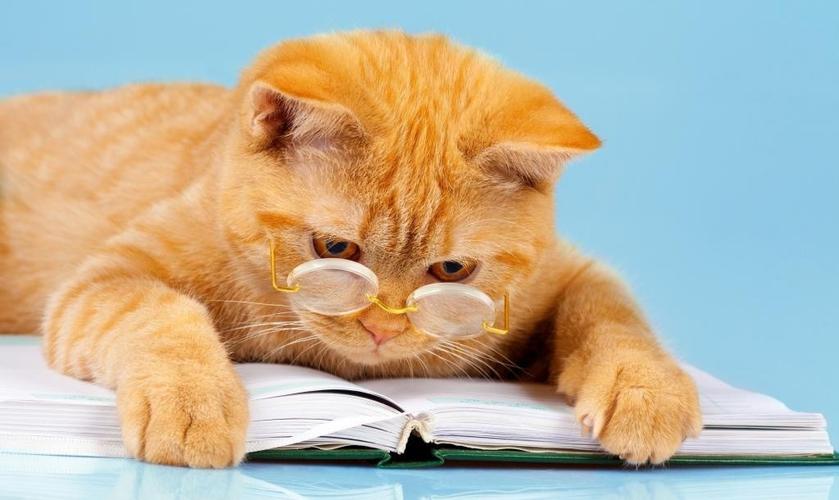 戴着眼镜看书的猫