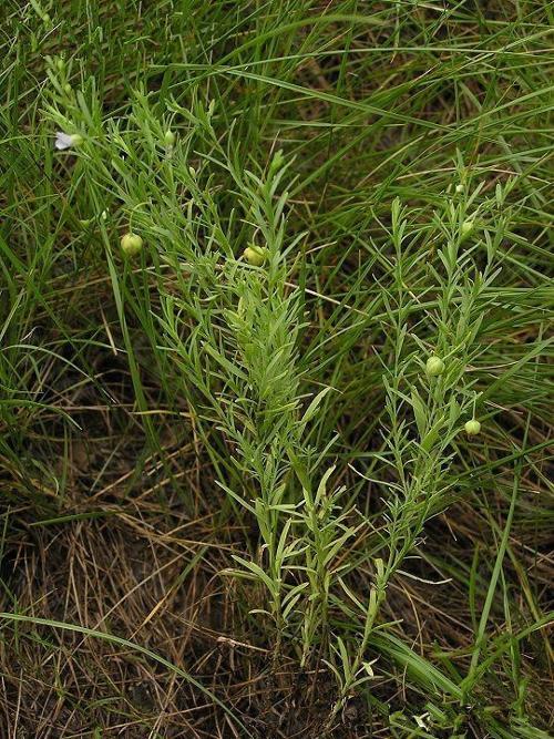 亚麻科亚麻属多年生草本植物分布不广.高2560cm.