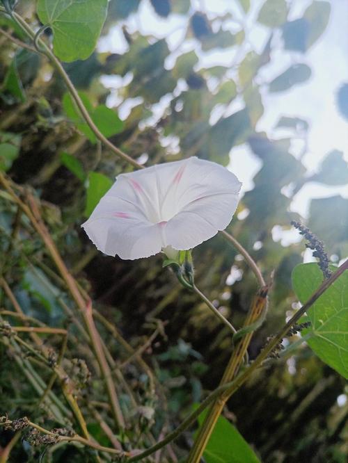 白色的牵牛花花语是存在.它是一种旋花科牵牛属的植物比较勤花.
