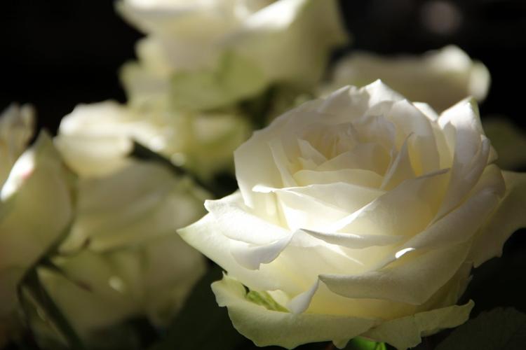 白玫瑰5k图片