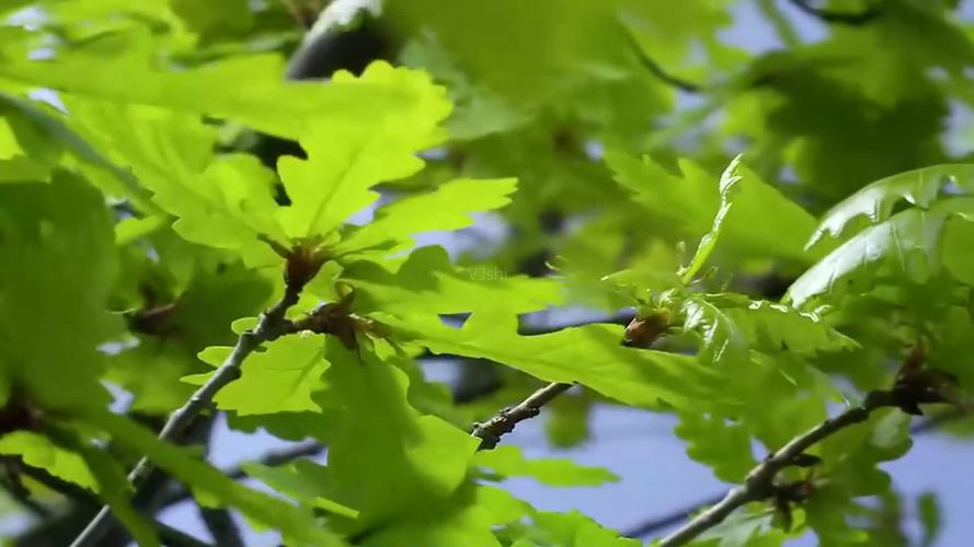 树木绿叶春夏秋冬四季变化视频