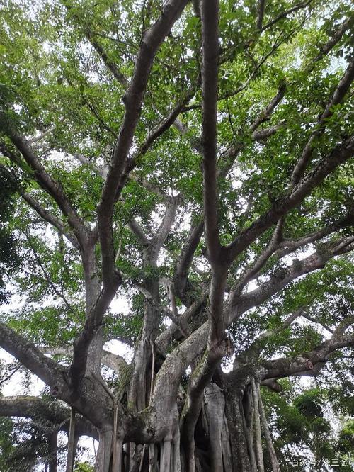 海南儋州市武教千年古榕树这古树真的太大了