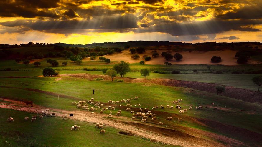 2021最火爆大自然草原羊群结伴动物风景图片