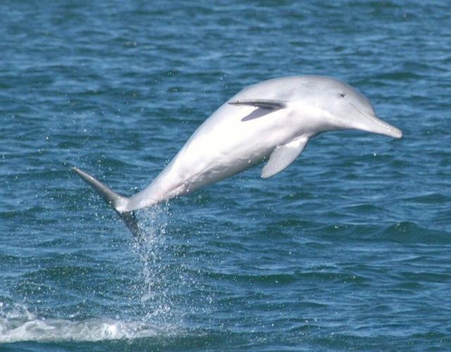 国家级一级重点保护野生动物中华白海豚