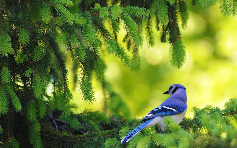 清新大自然美丽可爱鸟类动物高清桌面壁纸下载1
