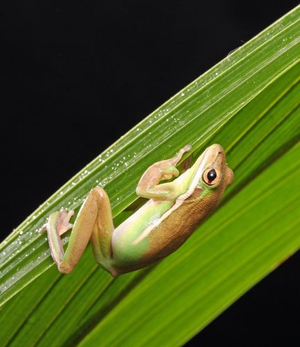绿色动物特写动物摄影青蛙两栖动物